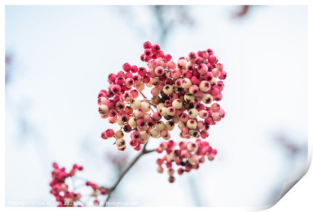 Pink winter berries Print by KB Photo