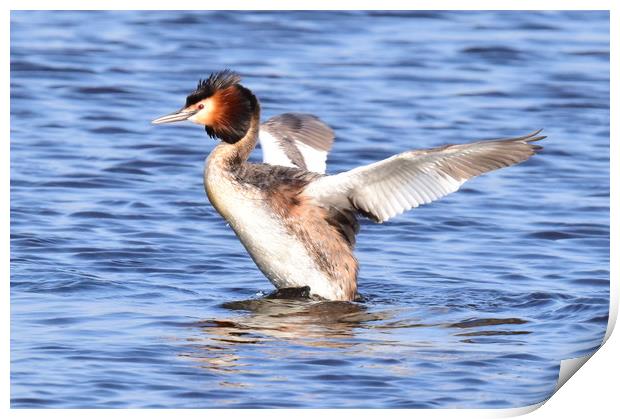 The Beautiful Great Crested Grebe Print by Paul Raynard