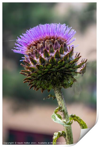 Wild purple thistle flower Print by Kevin Hellon