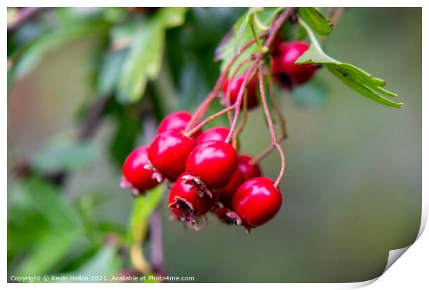 Ripe rosehips hanging from a tree Print by Kevin Hellon