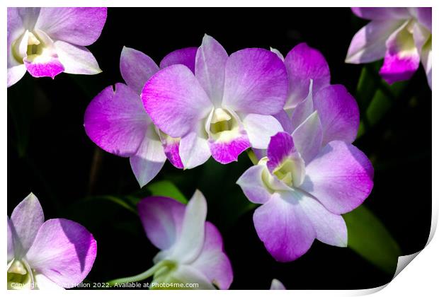 Purple orchids Print by Kevin Hellon