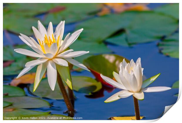 Water lilies and lily pads Print by Kevin Hellon