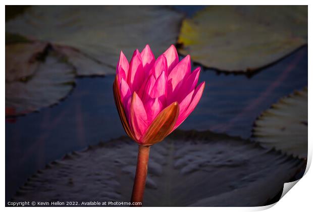 Lotus flower  Print by Kevin Hellon