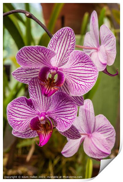 Purple orchid flowers Print by Kevin Hellon