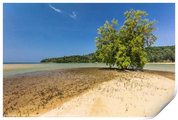 Mangrove Tree, Layan Beach, Phuket, Thailand Print by Kevin Hellon