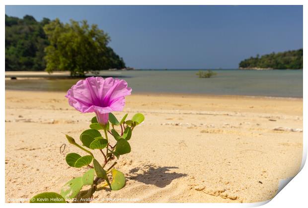Blooming Ipomoea flower or Beach morning glory Print by Kevin Hellon