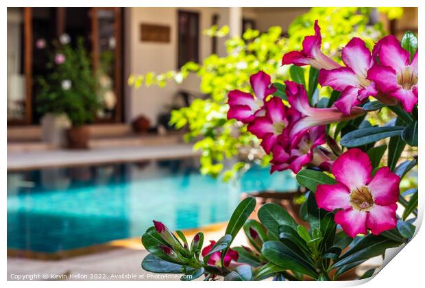 Adenium flowers by swimming pool  Print by Kevin Hellon