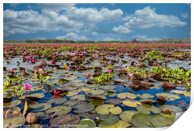 Lotus flowers, Thale Noi Lake, Phattalung, Thailand Print by Kevin Hellon