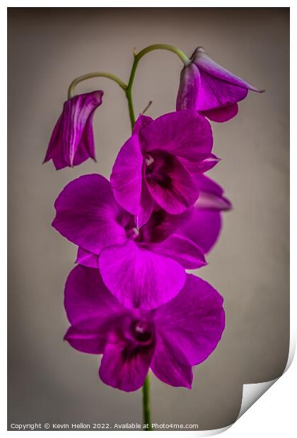 Purple orchid flower Print by Kevin Hellon