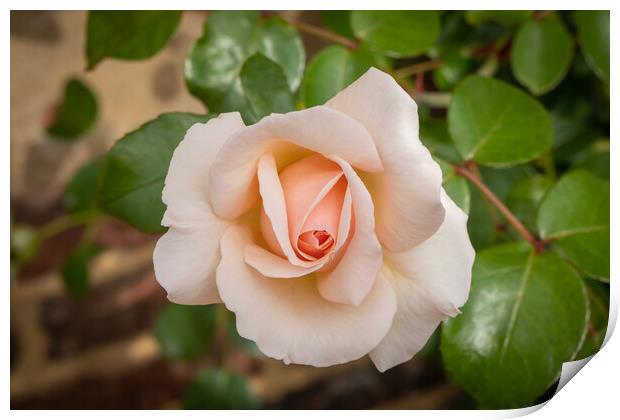 Salmon coloured rose in garden Print by Kevin Hellon