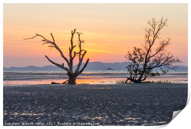 Mangrove tree at dawn Print by Kevin Hellon