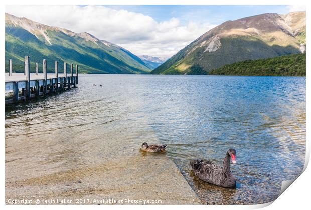 Black swan and duck on Lake Rotoiti Print by Kevin Hellon