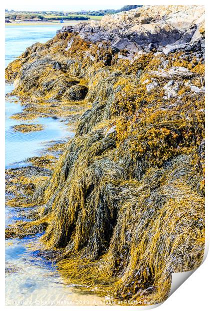 Seaweed or macroalgae  Print by Kevin Hellon