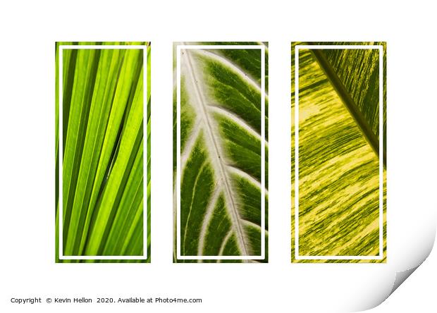 Tryptych of leaf patterns Print by Kevin Hellon
