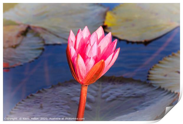 Flower of a pink water lily Print by Kevin Hellon