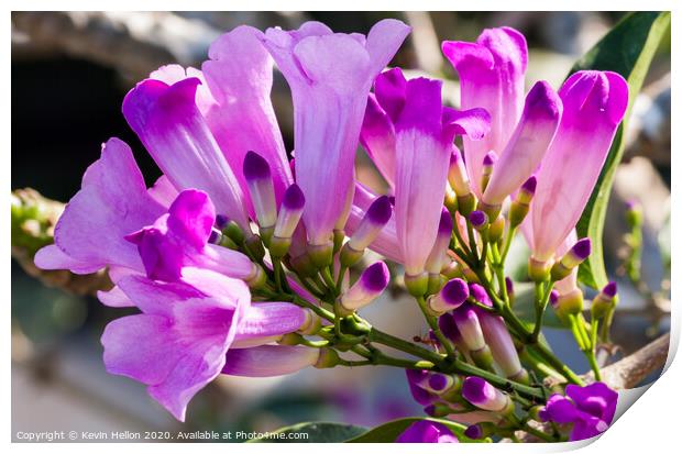 Purple flowers of the Garlic Vine  Print by Kevin Hellon