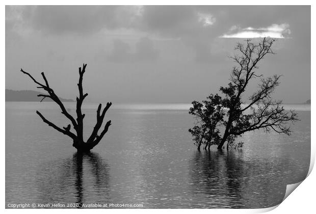 Dead and alive mangrove trees Print by Kevin Hellon