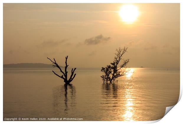 Dead and alive mangrove trees Print by Kevin Hellon