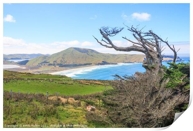 Dead, windswept tree on the Otago Peninsular  Print by Kevin Hellon