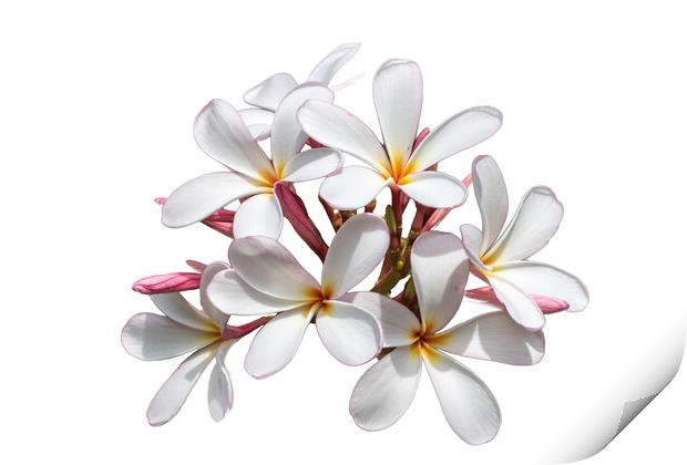 Frangipani flower on white background Print by Kevin Hellon