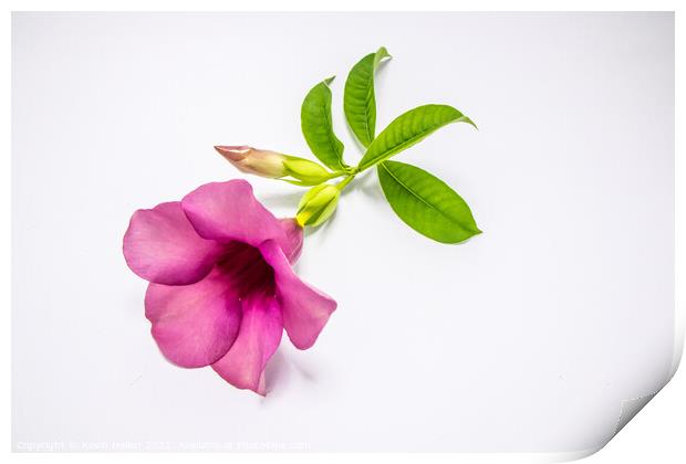 Violet allamanda flower Print by Kevin Hellon