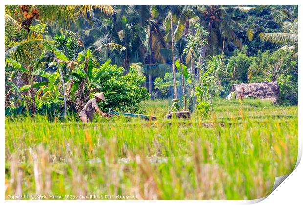 Farmer at work in the rice fields Print by Kevin Hellon