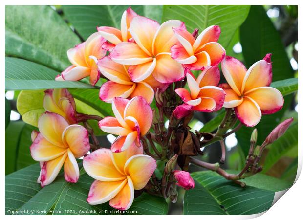 Plumeria or Frangipani flower Print by Kevin Hellon