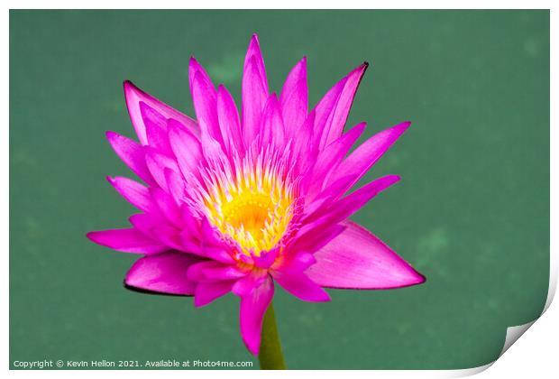 Purple and yellow water lily, Nymphaeaceae Print by Kevin Hellon