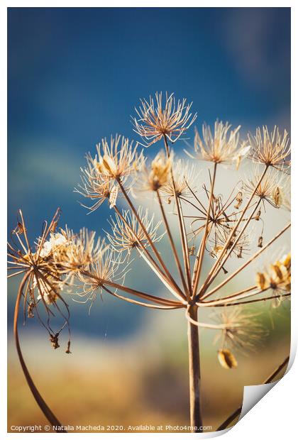 Wild dry dill with cyme inflorescence Print by Natalia Macheda