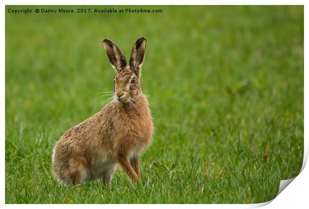 The brown hare Print by Danny Moore