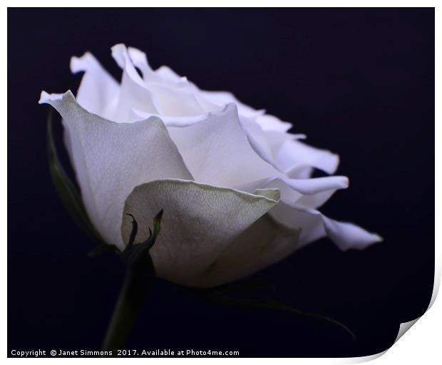 White Rose Print by Janet Simmons