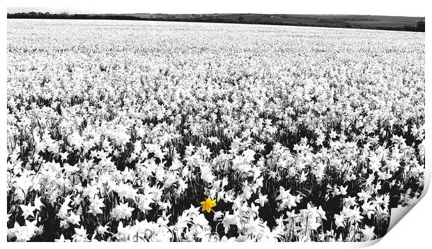 Daffodil Field Print by Mike Lanning