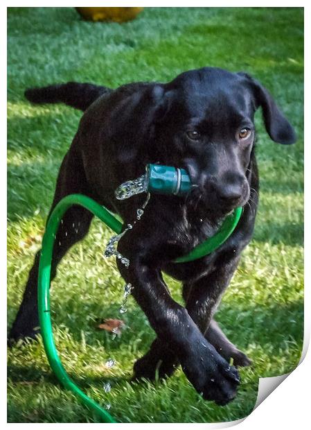 Puppy watering the garden Print by Mike Lanning