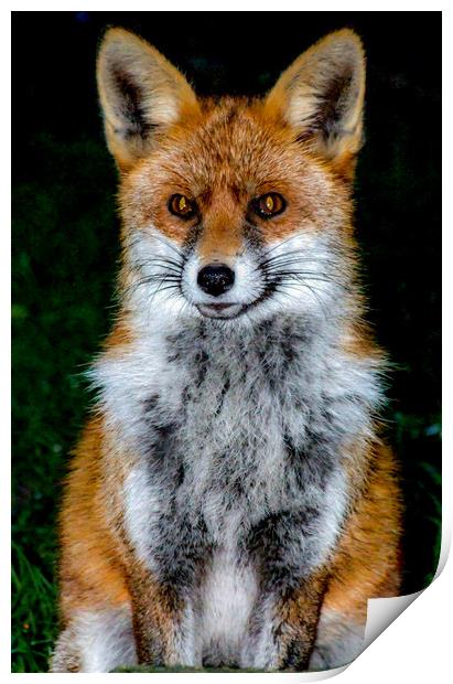 Mrs Fox Print by Mike Lanning