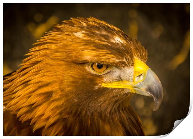 Golden Eagle - close up Print by Mike Lanning