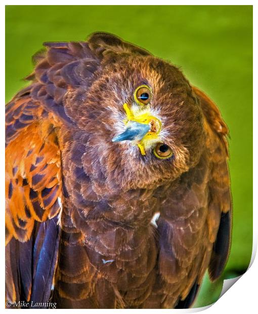 Inquisitive Harris Hawk Print by Mike Lanning