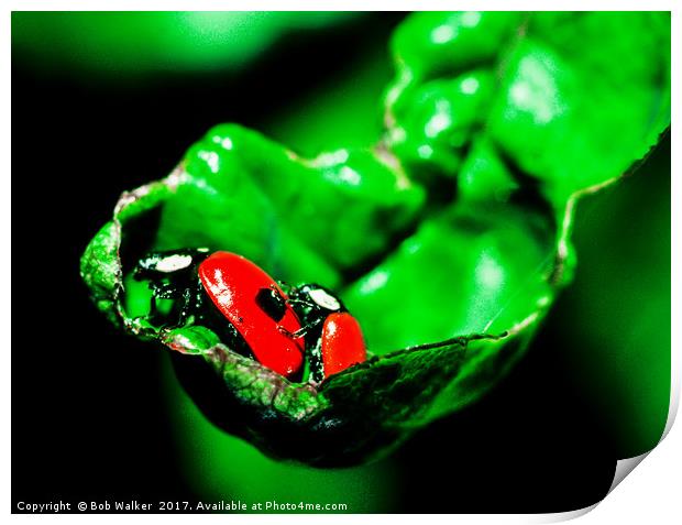 Two-spot Ladybird Print by Bob Walker
