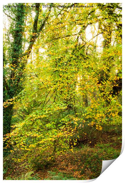 Autumnal Trees in Luxulyan Valley Print by Bob Walker