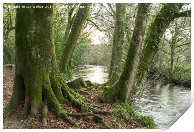 Moss on the Woods by the River Fowey Print by Bob Walker