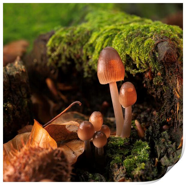 Fungi in Autumn Print by Mal Spain