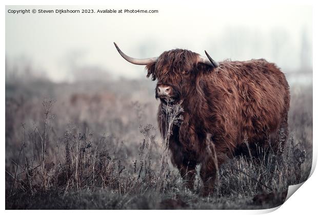 Scottish Highlander in the Netherlands Print by Steven Dijkshoorn