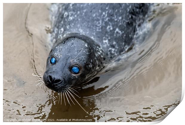 A seal with blue eyes in the water Print by Steven Dijkshoorn