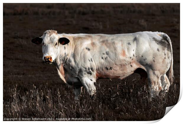 A dutch cow in the meadow Print by Steven Dijkshoorn
