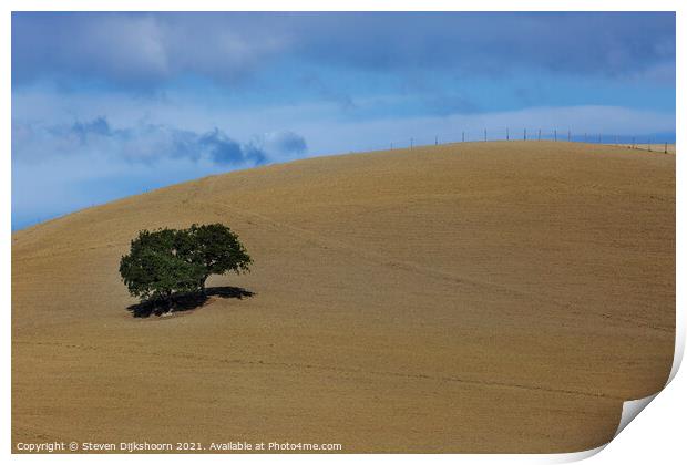 A lonely tree in Tuscany Print by Steven Dijkshoorn