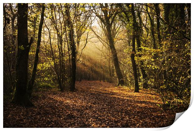 Autumn in the woodland, with leaf covered path and Print by stephen tolley