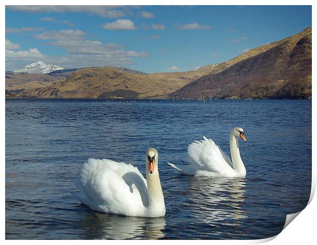 Swans on Loch Etive Print by David Wilson