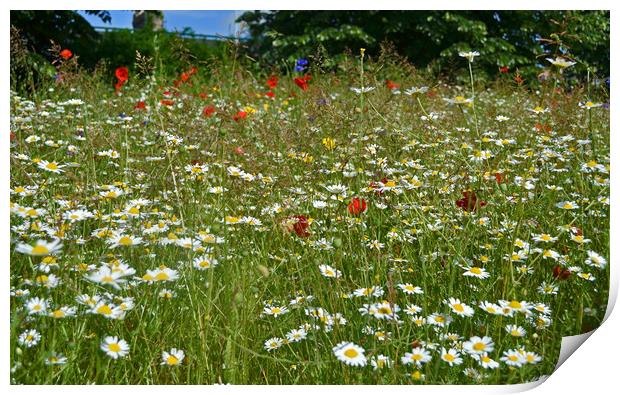 Wildflower Meadow Print by Lee Sulsh