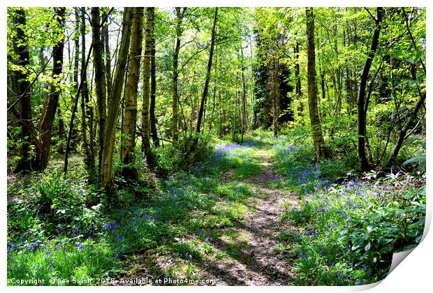 Bluebell wood Print by Lee Sulsh