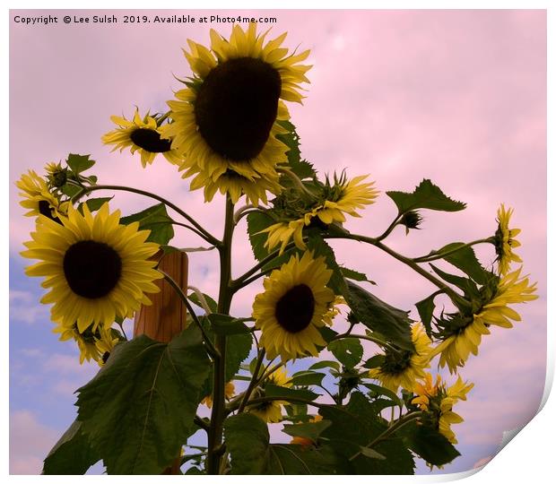 Sunflowers - Not suitable for canvas wrap Print by Lee Sulsh
