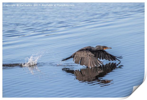 Cormorant low flying over Water Print by Mal Durbin